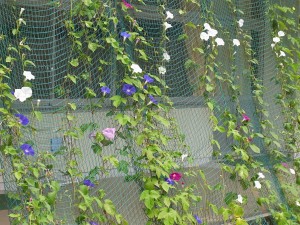 Exif_JPEG_PICTURE