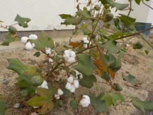 DSCN3354