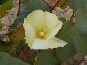 DSCN4224
